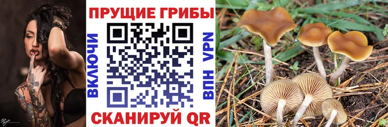 Купить Усть-Кут Галлюциногенные грибы Cubensis